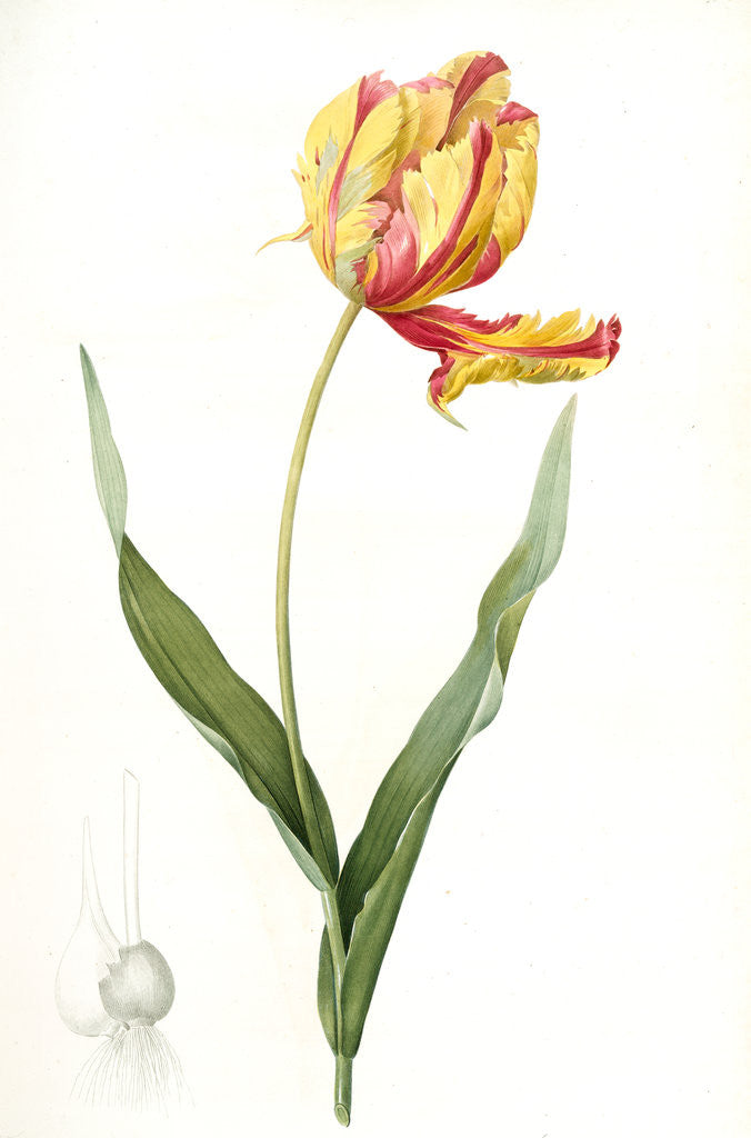 Detail of Tulipa Gesneriana var. Dracontia, Tulip des jardins var. le dragon; Parrot Tulip by Pierre Joseph Redouté