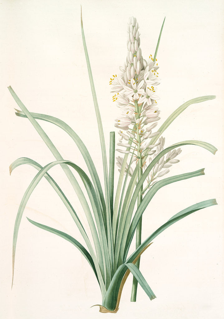 Detail of Asphodelus ramosus, Ashpodèle rameux, king's spear; royal staff; white asphodel; branched asphodel by Pierre Joseph Redouté