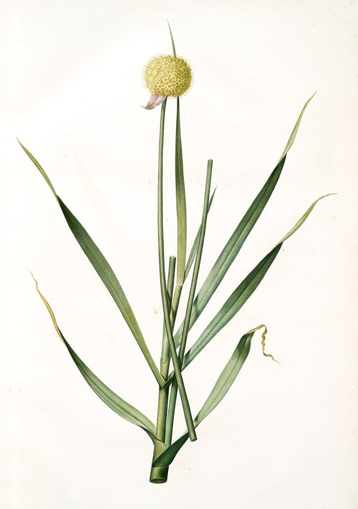 Detail of Allium obliquum, Ail oblique, Twisted-leaf garlic by Pierre Joseph Redouté