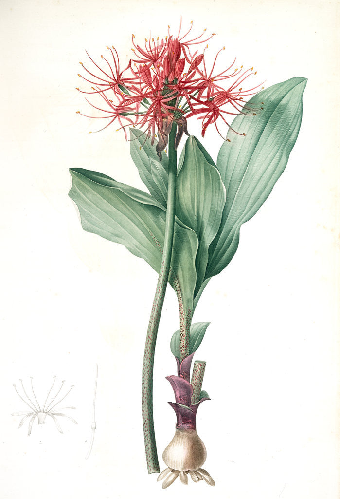 Detail of Haemanthus multiflorus, Hémanthe multiflore; Fireball lily by Pierre Joseph Redouté