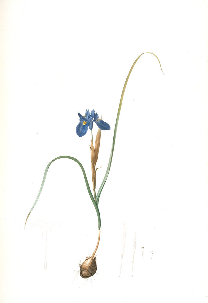 Detail of Iris Sisyrinchium, Iris double-bulbe by Pierre Joseph Redouté