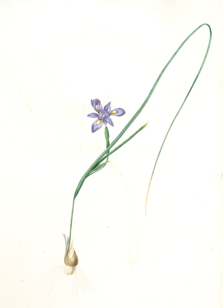 Detail of Iris Sisyrinchium, Iris double-bulbe à fleurs violet pâle, Spanish nut by Pierre Joseph Redouté