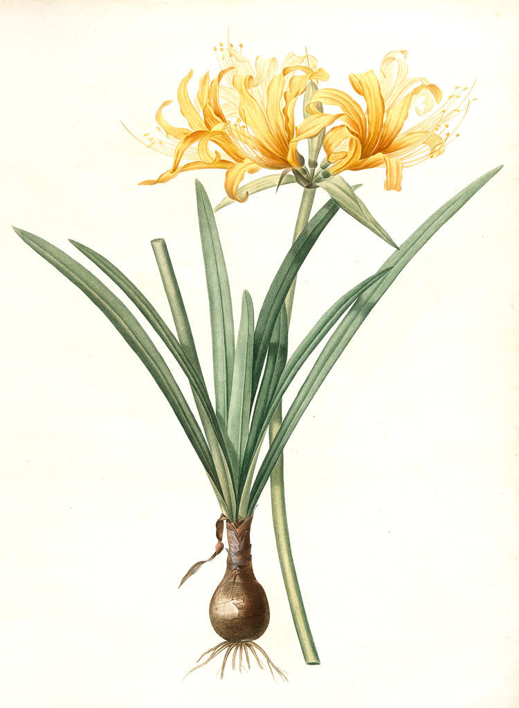Detail of Amaryllis aurea, Lycoris aurea; Amaryllis dorée; Golden Spider Lily, Golden hurricane lily by Pierre Joseph Redouté