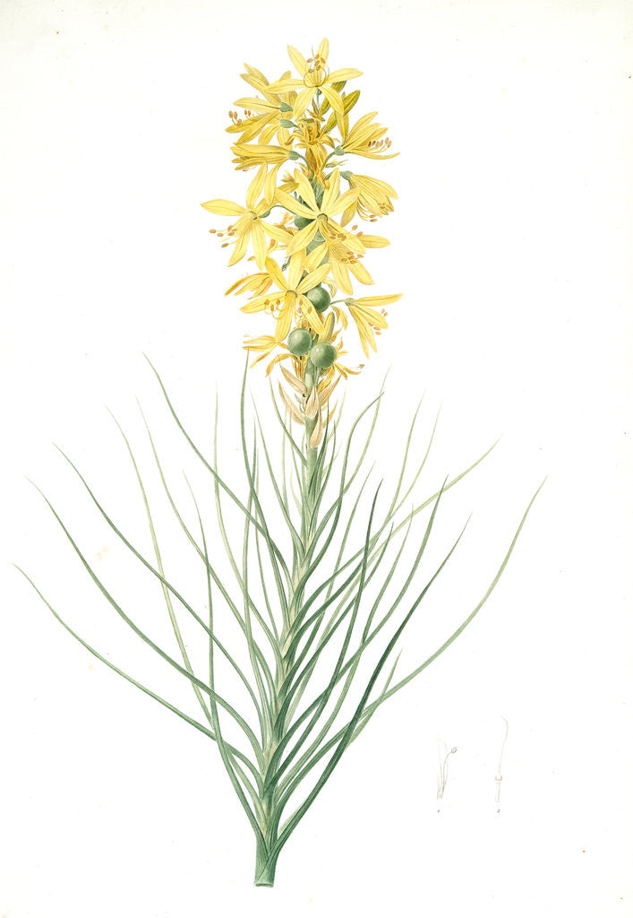 Detail of Asphodelus luteus, Asphodeline lutea; King's spear, Yellow asphodel; Jacob's rod by Pierre Joseph Redouté