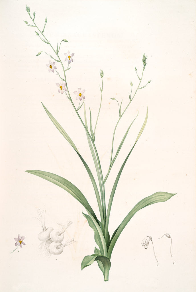 Detail of Cyanella capensis, Cyanelle du Cap, Lady's hand by Pierre Joseph Redouté