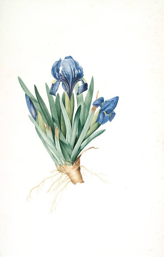 Detail of Iris pumila floribus cæruleis, Iris naine à fleurs bleus by Pierre Joseph Redouté