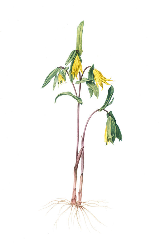 Detail of Uvularia perfoliata, Uvulaire perfolièe, Bellwort; Wild Oats; Merry-bells by Pierre Joseph Redouté