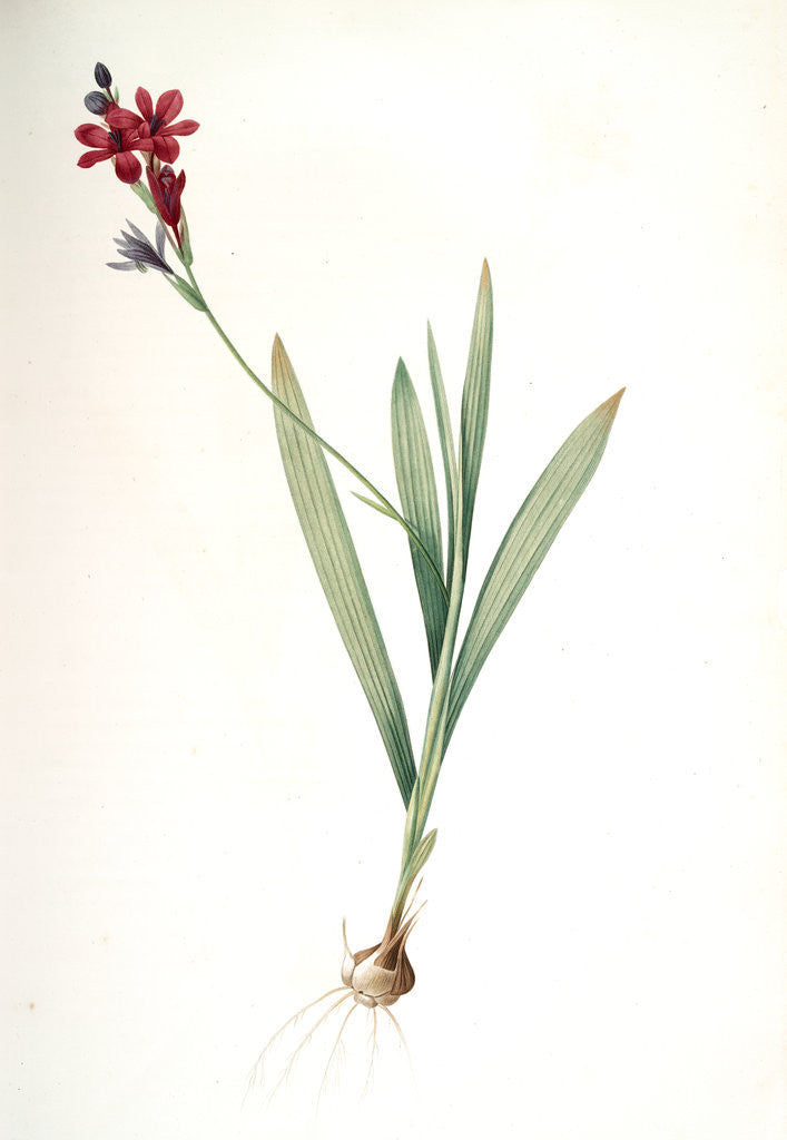Detail of Gladiolus mucronatus, Babiana stricta; Glaïeul à petites pointes by Pierre Joseph Redouté