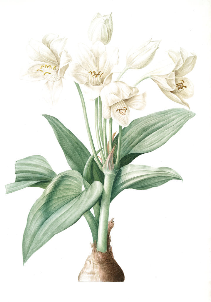 Detail of Crinum giganteum, Crinum gèant; Giant Spider Lily by Pierre Joseph Redouté