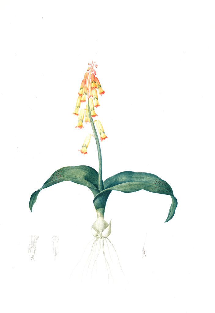 Detail of Lachenalia tricolor, Lachenale tricolor; Cape Cowslip by Pierre Joseph Redouté