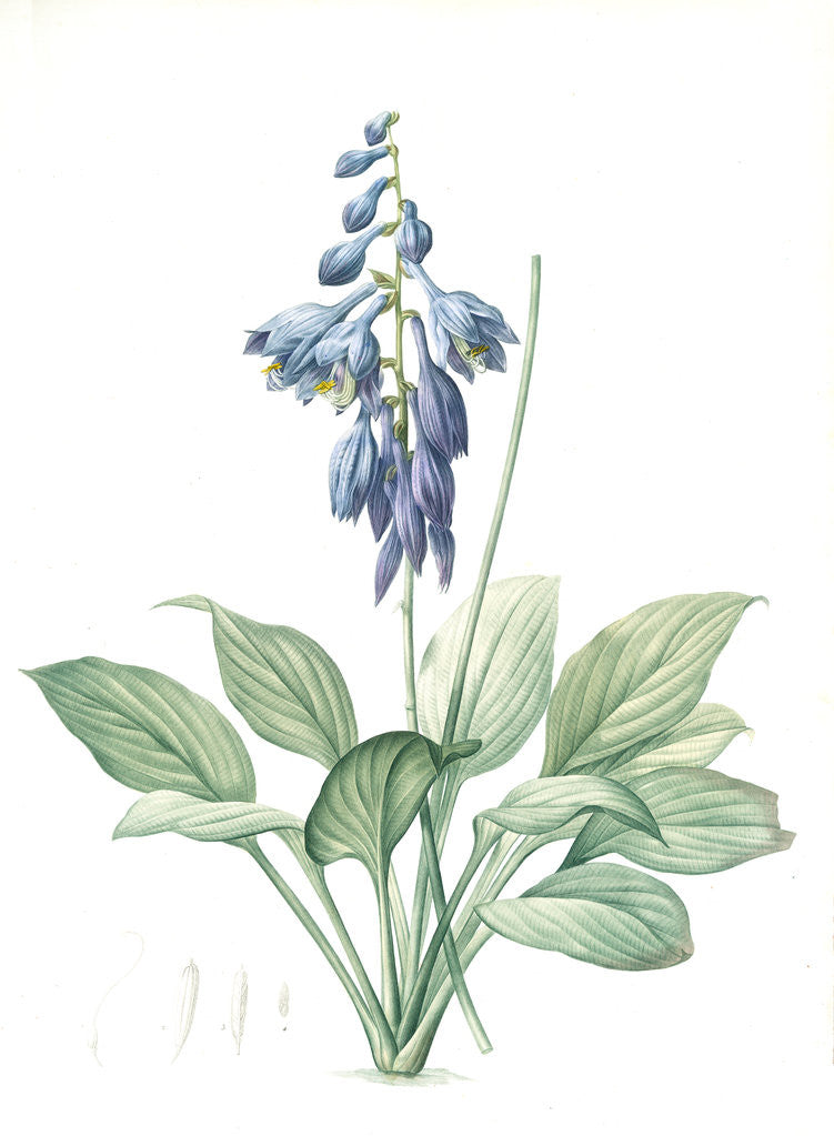 Detail of Hemerocallis Caerulea, Hosta caerulea; Hémérocalle bleue, Dark blue Plantain Lily by Pierre Joseph Redouté