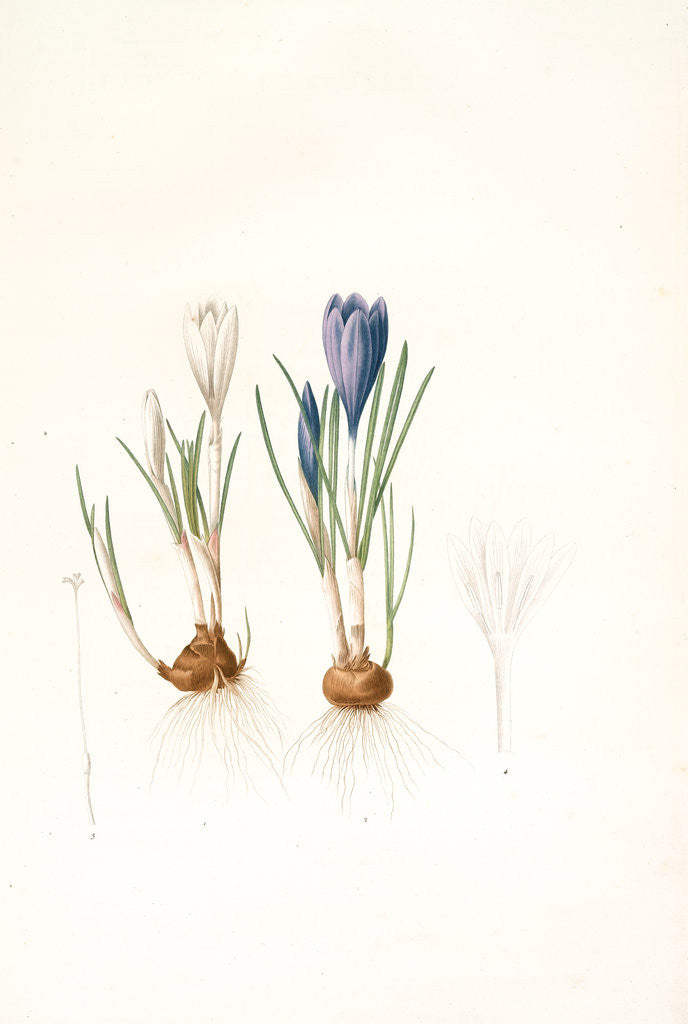 Detail of Crocus vernus, Safran priiiintanier; Spring crocus by Pierre Joseph Redouté