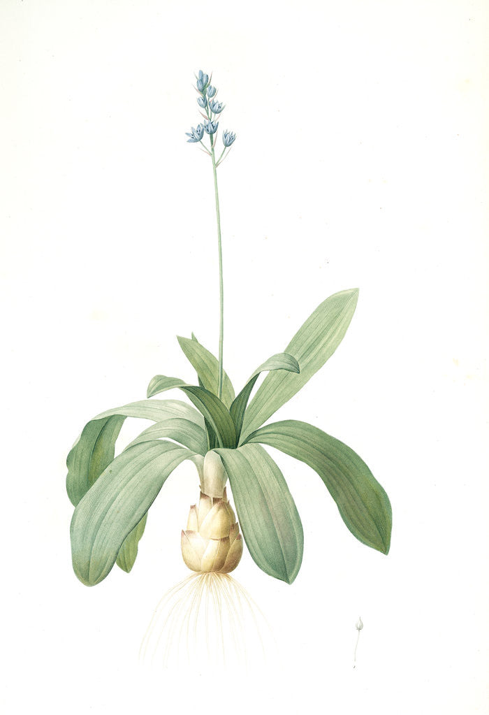 Detail of Scilla Lilio-hyacinthus, Scilla fausse-jacinthe, Read hyacinth by Pierre Joseph Redouté
