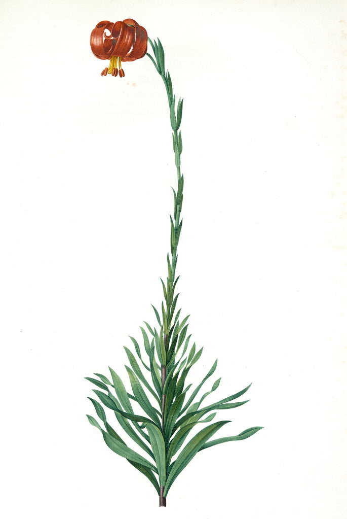 Detail of Lilium chalcedoncum, Lis de Chalcédoine; Chalcedonia Lily, Scarlet Turk's-cap Lily; Red Martagon of Constantinople by Pierre Joseph Redouté