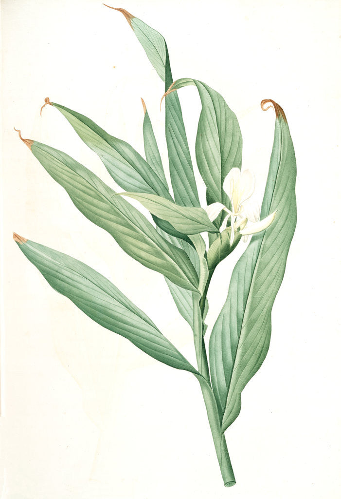 Detail of Hedychium coronarium, Hedychium à couronnes; Butterfly Lily or Garland Flower, Ginger Lily by Pierre Joseph Redouté