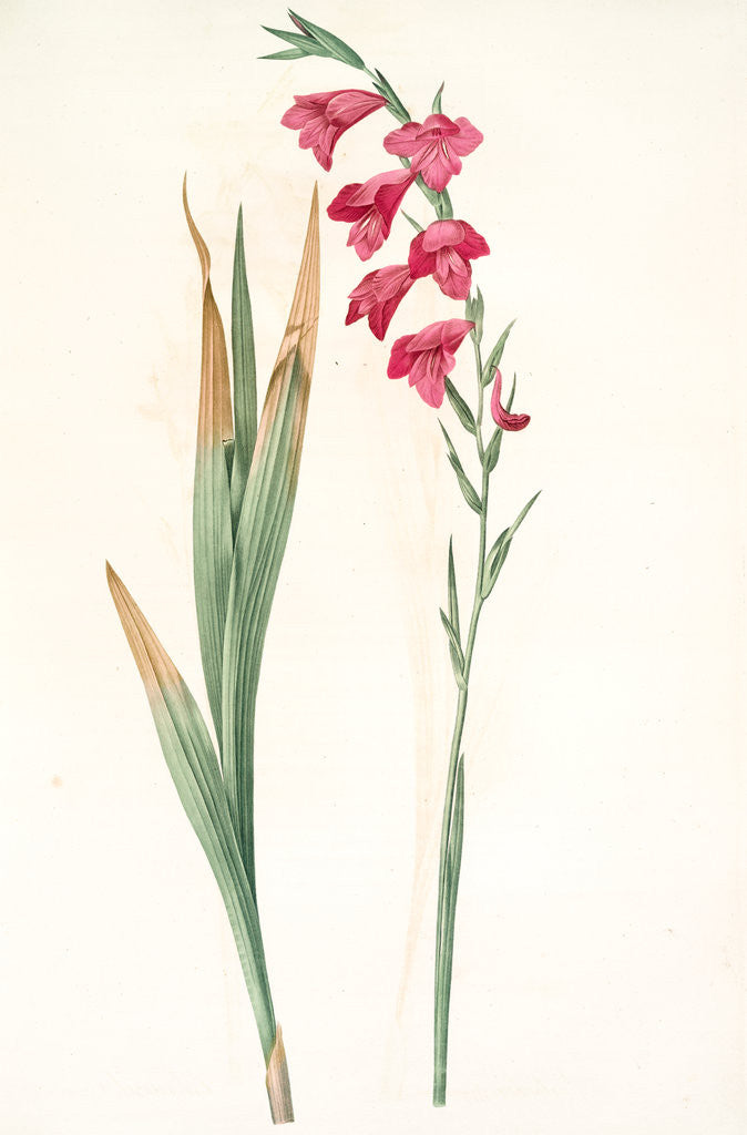 Detail of Gladiolus communis, Glaïeul commun, Corn flag by Pierre Joseph Redouté