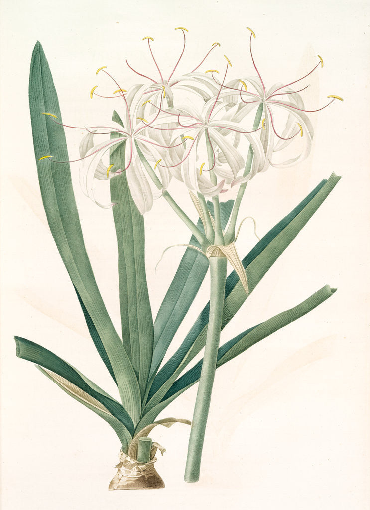 Detail of Crinum americanum by Pierre Joseph Redouté