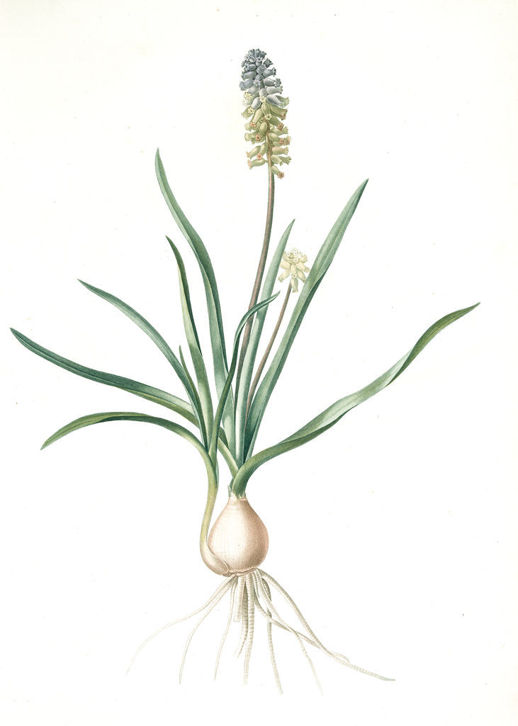 Detail of Muscari ambrosiacum, Muscari moschatum; Muscari odorant; Musk or Nutmeg Hyacinth; Grape Hyacinth by Pierre Joseph Redouté