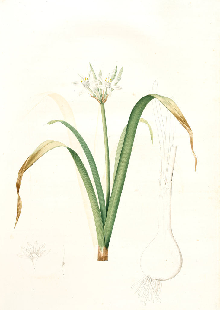 Detail of Pancratium parviflorum, Pancrace á petites fleurs, Small-flowered pancratium by Pierre Joseph Redouté