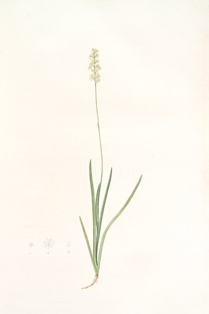 Detail of Tofieldia pubescens, Tofieldia pubens; Tofieldie pubescente, Short-haired Tofieldia by Pierre Joseph Redouté