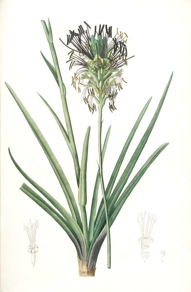 Detail of Agave spicata, Agave en épi by Pierre Joseph Redouté