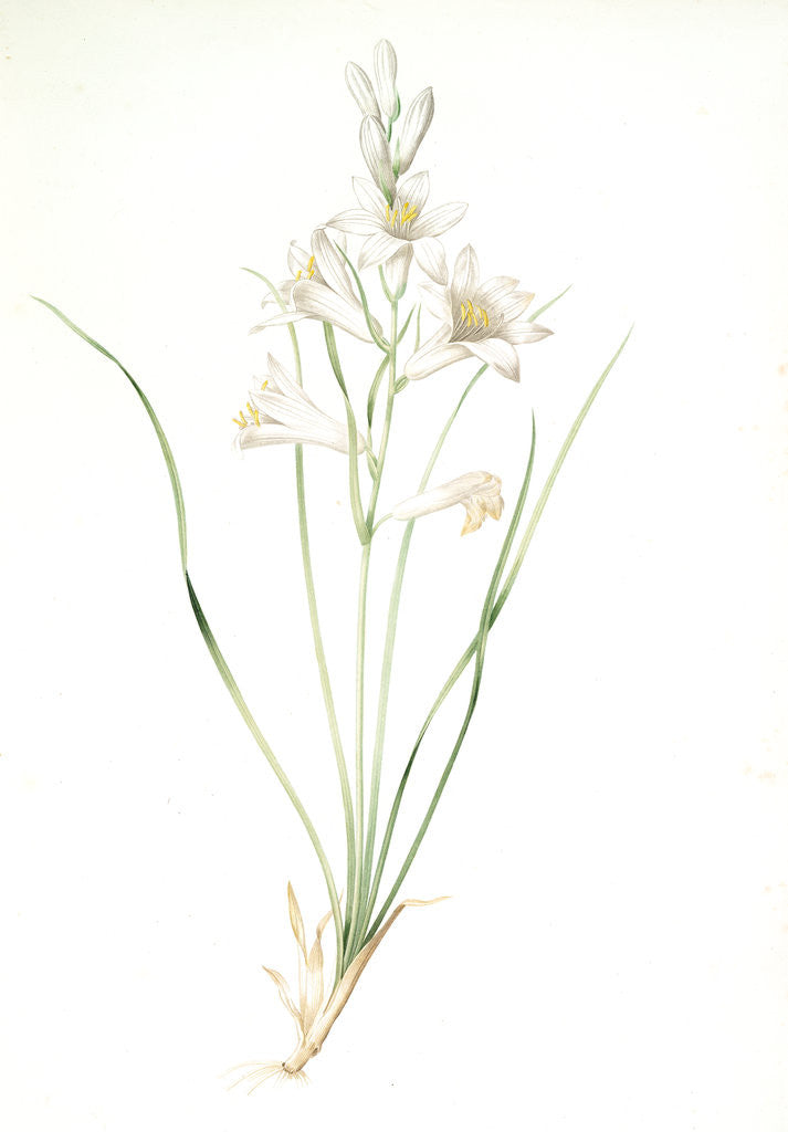 Detail of Phalangium liliastrum, Paradisea Liliastrum; Phalangére lis Saint-Bruno; St. Bruno's Lily by Pierre Joseph Redouté
