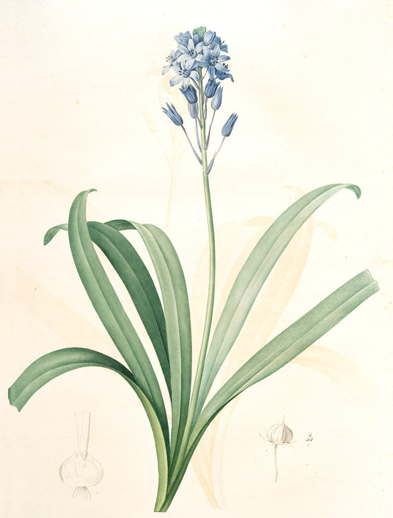 Detail of Scilla campanulata, Scille à fleurs en cloche, Bluebell by Pierre Joseph Redouté