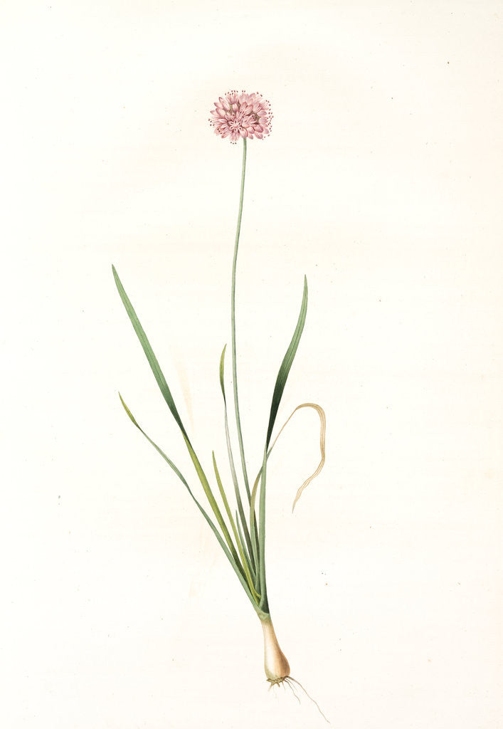 Detail of Allium angulosum, Ail anguleux, Mouse garlic by Pierre Joseph Redouté