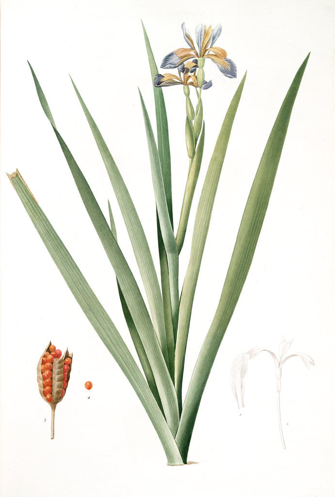 Detail of Iris foetidissima, Iris fétide; Gladwyn or Sinking Iris, Roast Beef Plant; Spurge Plant by Pierre Joseph Redouté