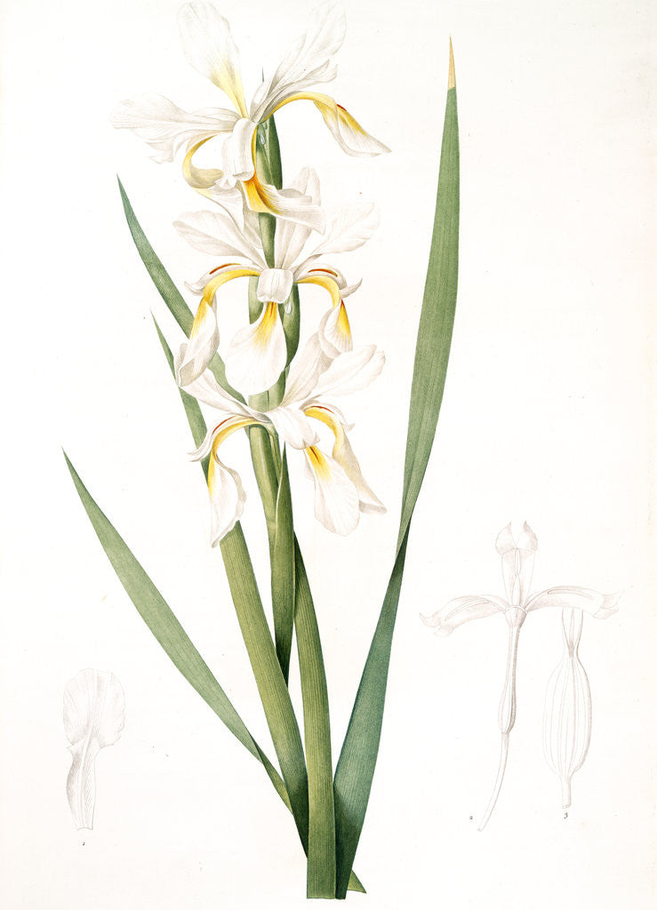 Detail of Iris ochroleuca, Iris jaune blanc; Salt Marsh Iris, Sea shore Iris; Tall Iris by Pierre Joseph Redouté