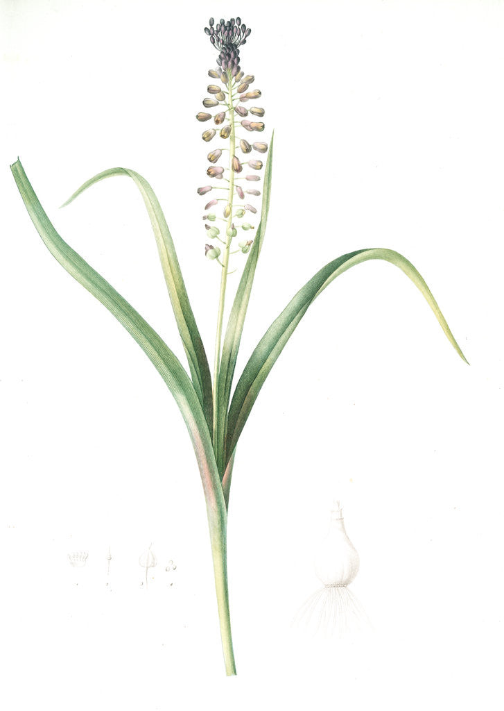 Detail of Muscari comosum, Muscari a toupet, Tassel grapehyacinth; Tassel hyacinth by Pierre Joseph Redouté