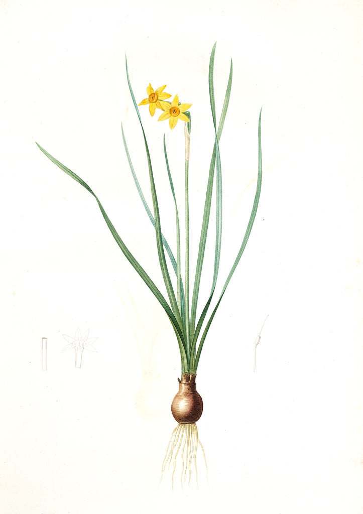 Detail of Narcissus radiatus, Narcissus Tazetta; Narcisse radiê by Pierre Joseph Redouté