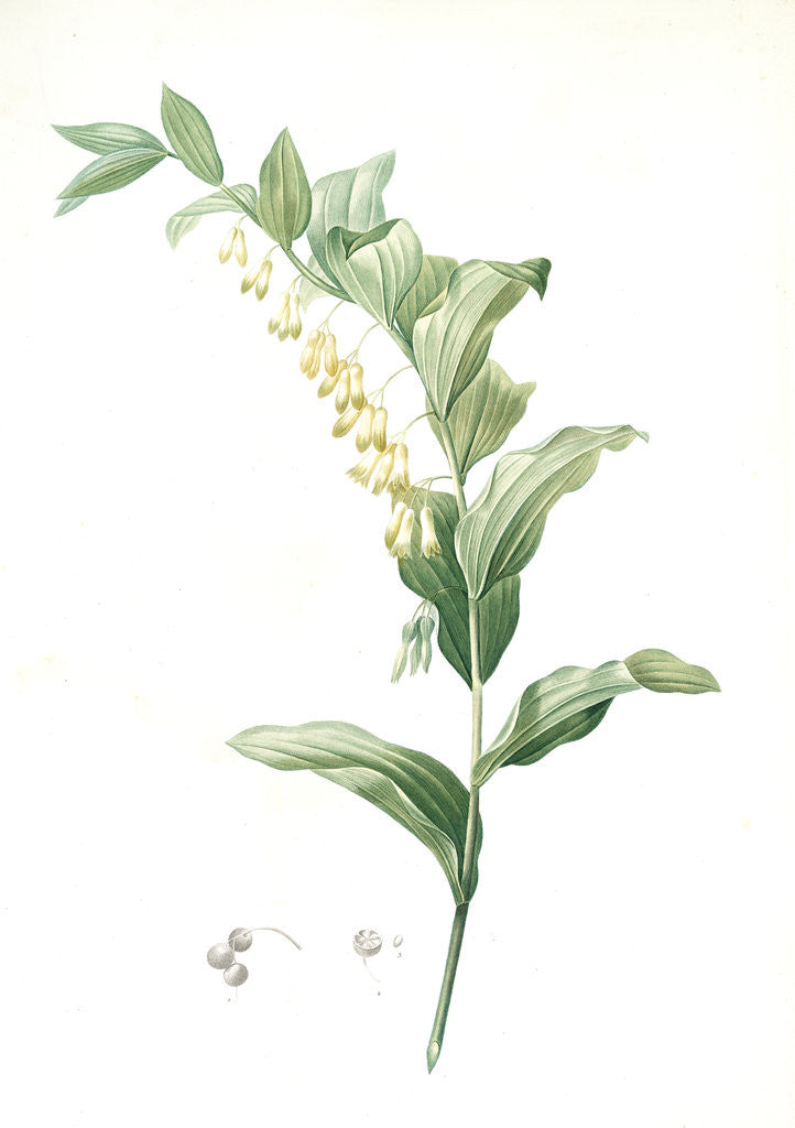 Detail of Polygonatum multiflorum, Polygonatum multiflore; Eurasian Solomon's Seal by Pierre Joseph Redouté
