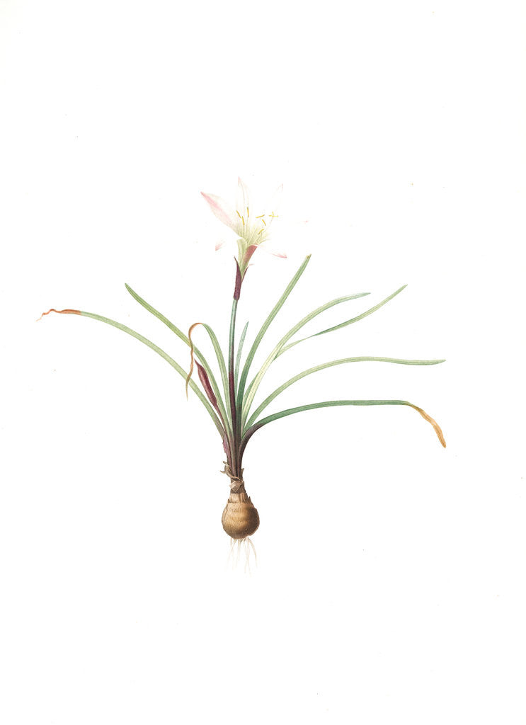 Detail of Amaryllis atamasco, Zephyronthes Atamasco; Amaryllis de Virginie, Atamasco lily by Pierre Joseph Redouté