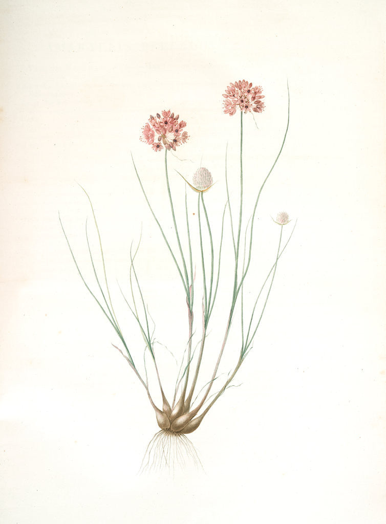 Detail of Allium globosum, Ail globuleux by Pierre Joseph Redouté