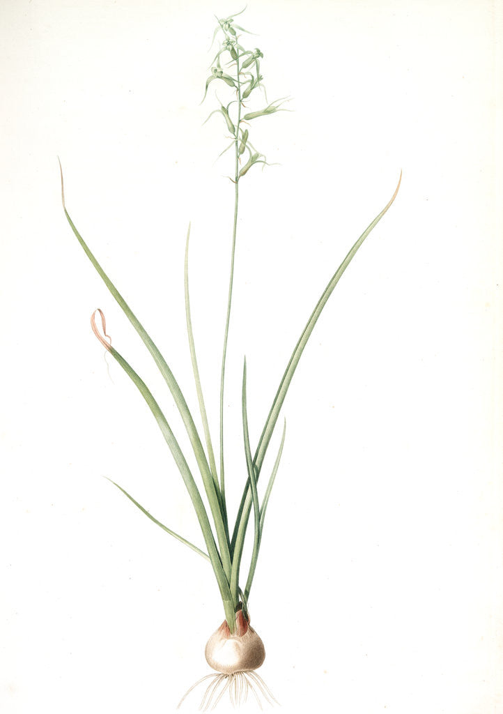 Detail of Hyacinthus viridis, Dipcadi sp; Jacinthe verde by Pierre Joseph Redouté