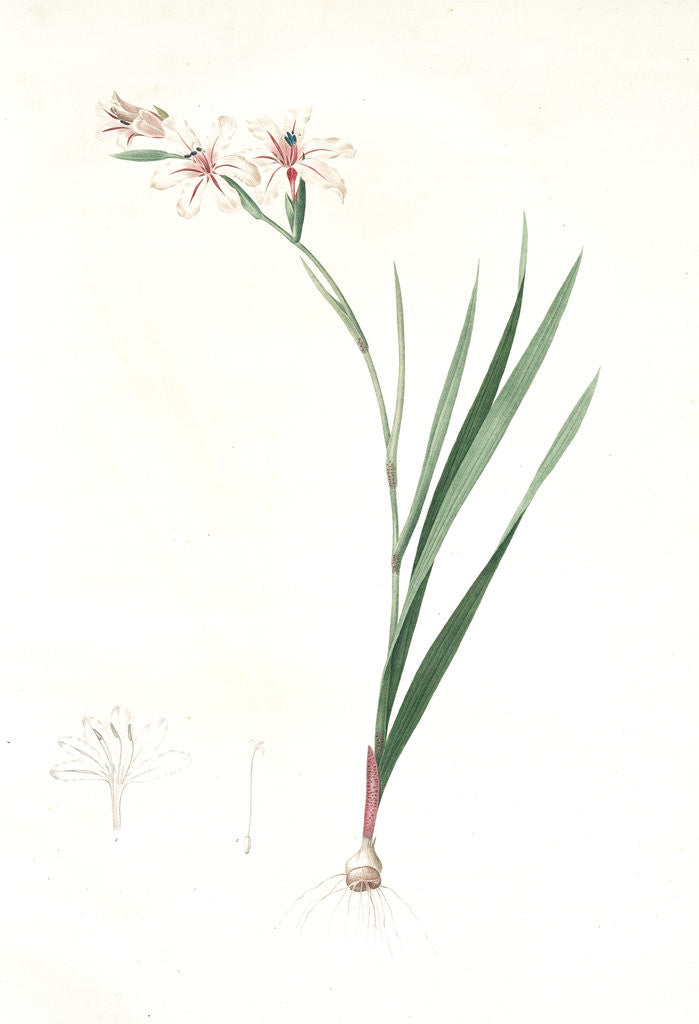 Detail of Gladiolus undulatus, Glaïeul à fleurs de Watsonie, Waved-flowered Gladiolus, Waved-flowered Corn-flag by Pierre Joseph Redouté