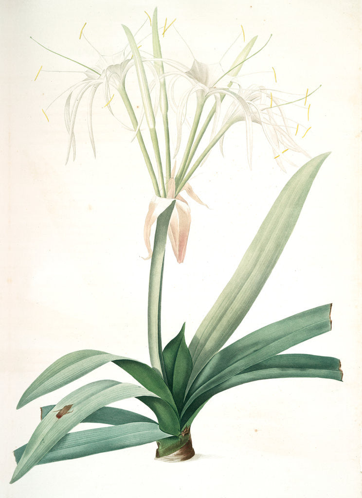 Detail of Pancratium littorale, Hymenocallis littoralis; Pancrace en rivage by Pierre Joseph Redouté