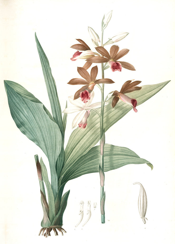 Detail of Limodorum tankerwillae, Phaius grandifolius; Limodore de Tankerwill, Swamp Lily; Nun Orchid; Swamp Orchid by Pierre Joseph Redouté