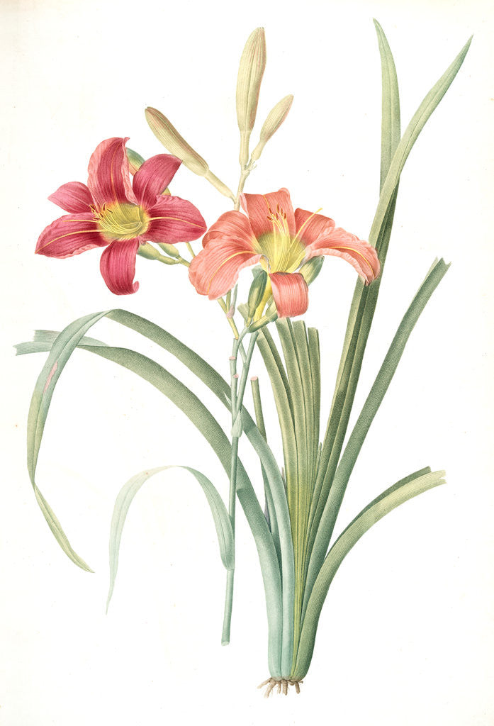 Detail of Hemerocallis fulva, Hemerocallie fauve; Tawny Day Lily, orange daylily; common day lily by Pierre Joseph Redouté
