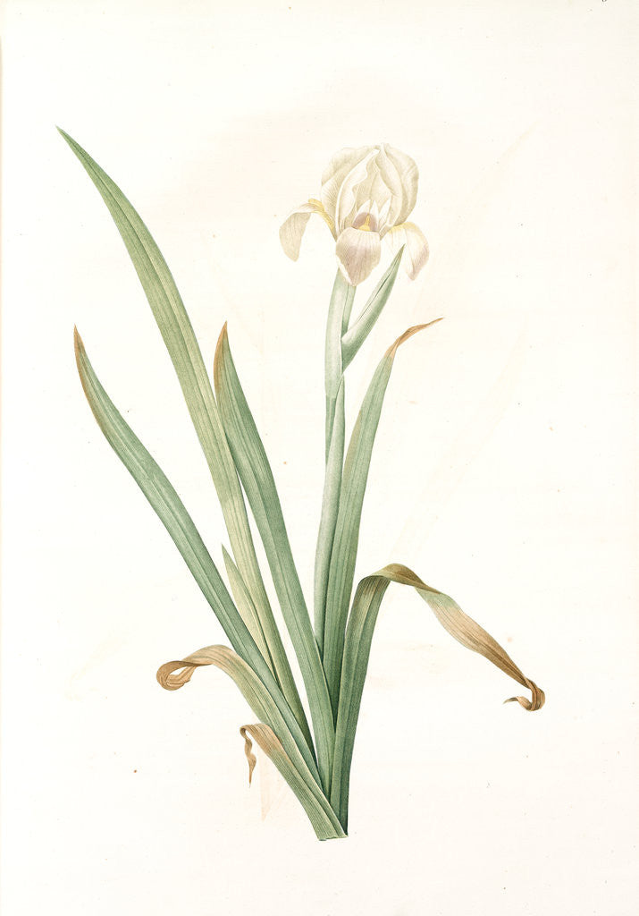 Detail of Iris virescens, Iris verdâtre by Pierre Joseph Redouté