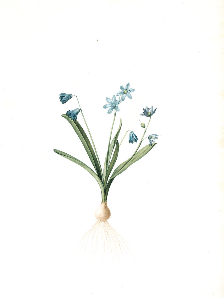 Detail of Scilla amoena, Scilla sibirica; Scille agréable; Siberian squill by Pierre Joseph Redouté