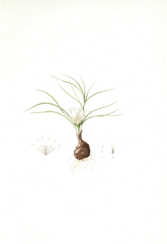 Detail of Melanthium gramineum, Melanthium à feuilles de gramen, Grass-leaved Bunchflower by Pierre Joseph Redouté