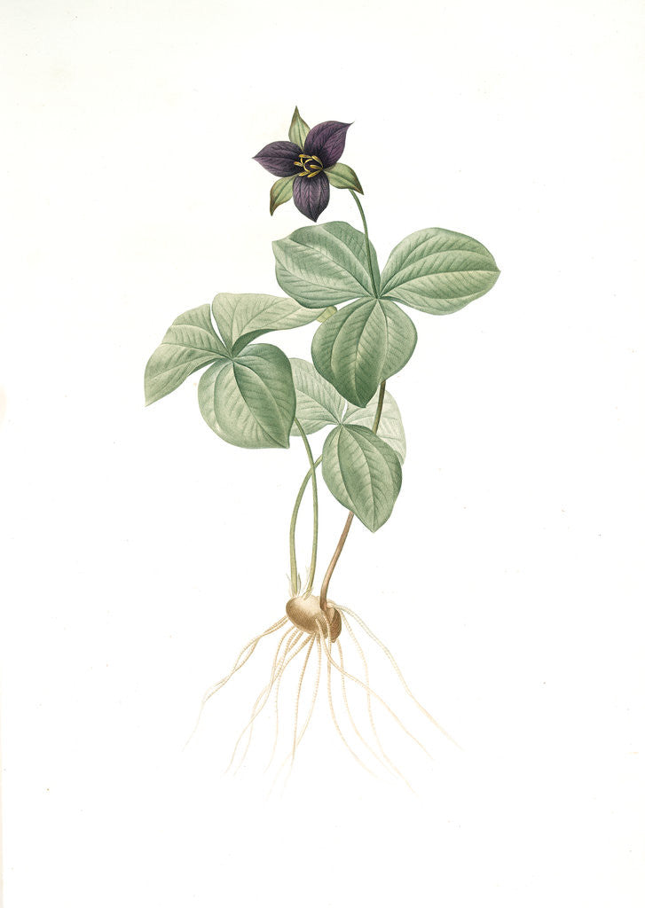 Detail of Trillium rhomboideum, Trillium erectum; Trillium rhomboidal, Upright Trillium by Pierre Joseph Redouté