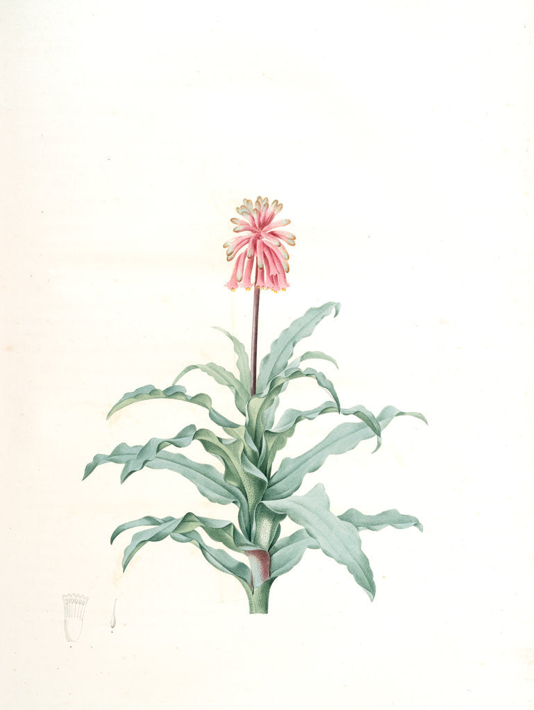 Detail of Veltheimia glauca, Veltheimie glauque by Pierre Joseph Redouté