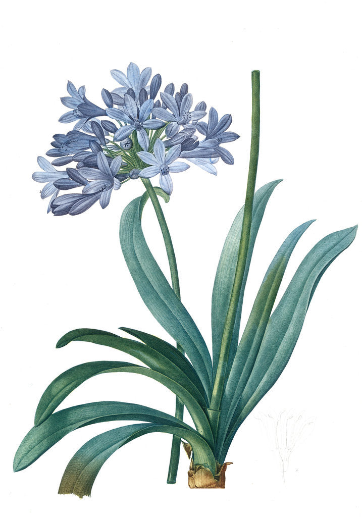 Agapanthus umbellatus, Agapanthus africanus; Lily-of-the Nile; Agapanthe en ombelle by Pierre Joseph Redouté