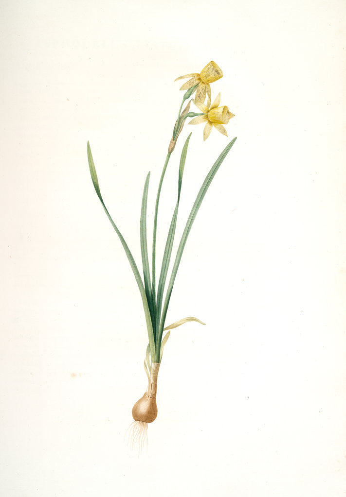 Detail of Narcissus calathinus, Narcissus triandrus; Narcisse à grande coupe, angel's tears; daffodil by Pierre Joseph Redouté