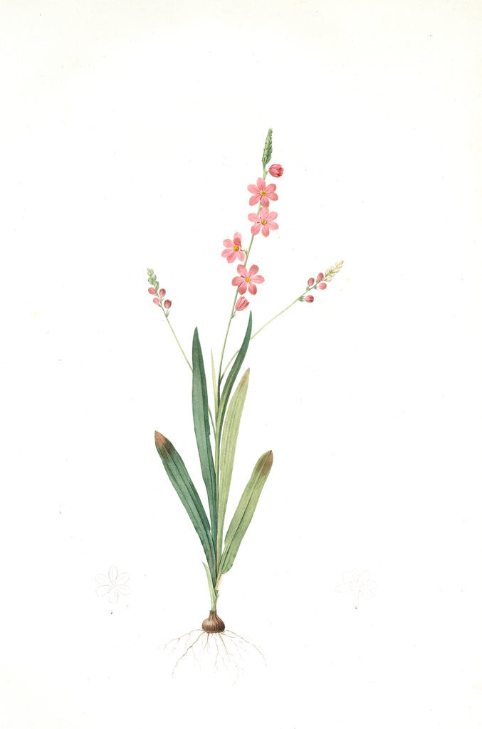 Detail of Ixia scillaris, Ixia à fleurs de scille, Squill-flowered Ixia by Pierre Joseph Redouté