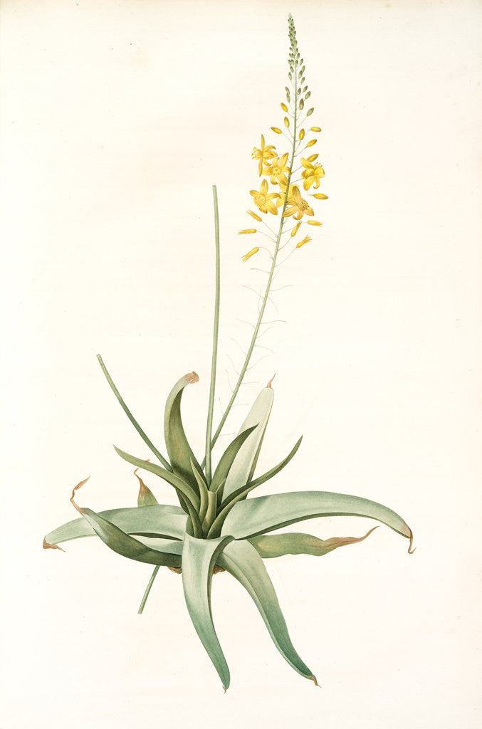 Detail of Anthericum alooides, Bulbine alooides; Anthéric à feuilles td'aloès by Pierre Joseph Redouté
