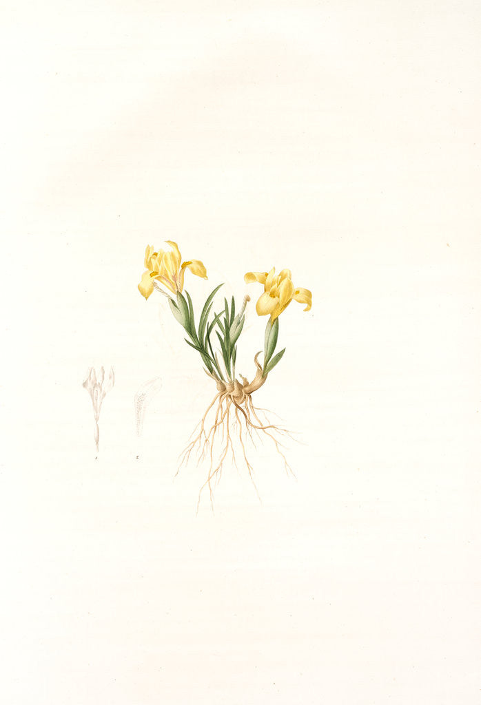Detail of Iris arenaria, Iris flavissima; Iris des sables, Sandy Iris by Pierre Joseph Redouté
